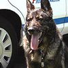 RIP: Taz, The Last 9/11 Search-And-Rescue Dog